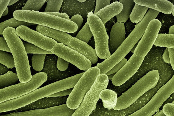Bacteria seen under an electron microscope