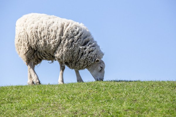 A grazing sheep.