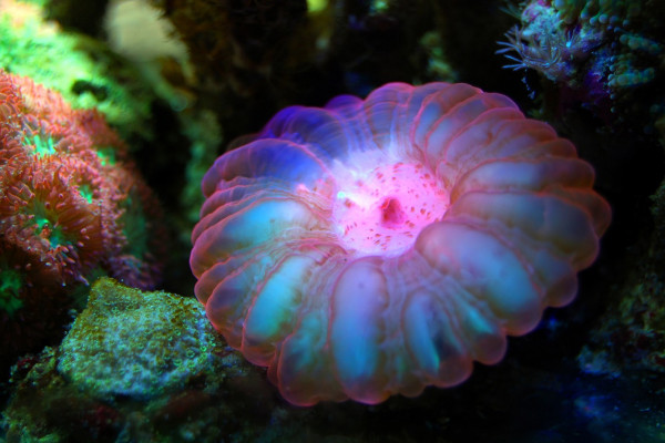 Coral in reef