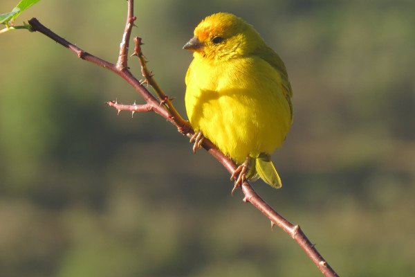 A yellow canary bird.