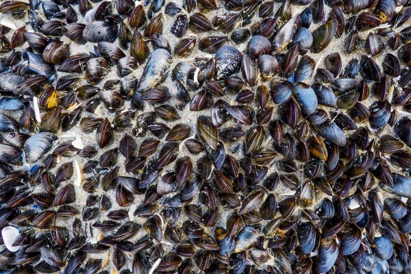 Mussels on the seashore