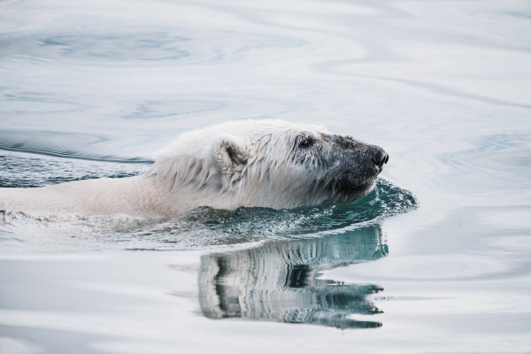 A polar bear swimming