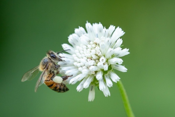 A bee perched on a white flower