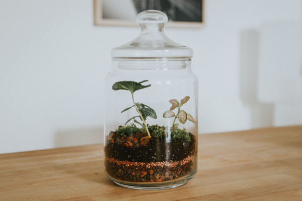 A glass jar terrarium with some dirt and plants.