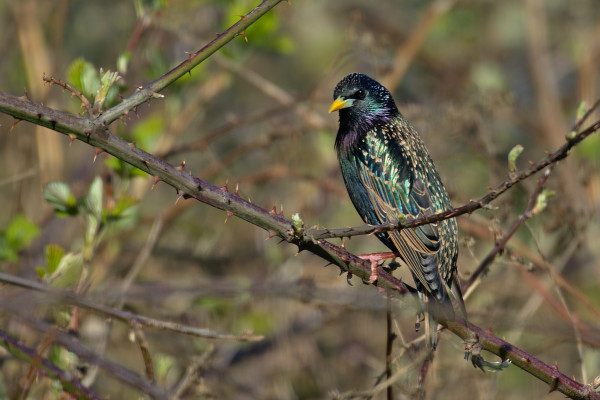 A starling sitting on a thorny branch.