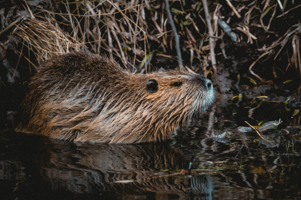 A beaver in the water next to its nest