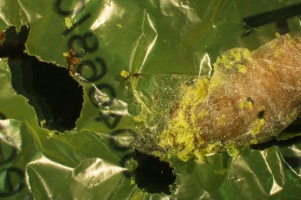 Galleria mellonella caterpillars can consume polythene and turn it into ethylene glycol.