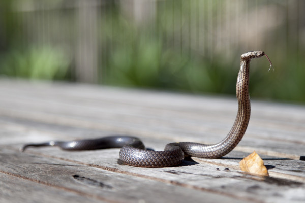Snake on Pavement