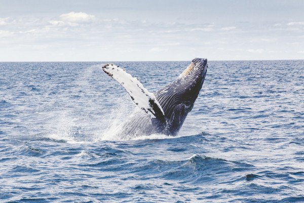 diving whale
