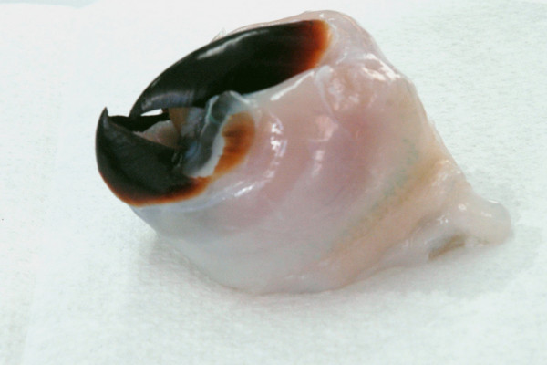 Beak of the Humboldt squid Dosidicus gigas.