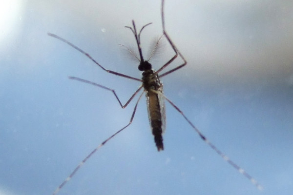 A mosquito