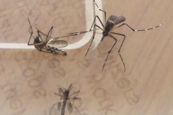 A pair of Mosquitoes