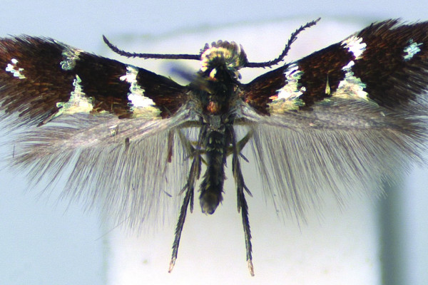 Adult leafminer moth  Italys unwelcome guest from North America