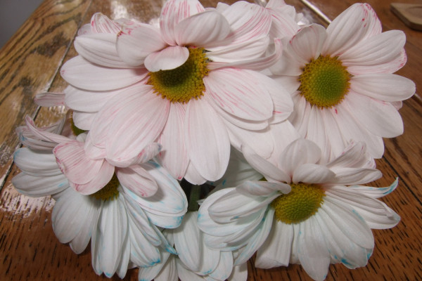 Multicoloured flowers