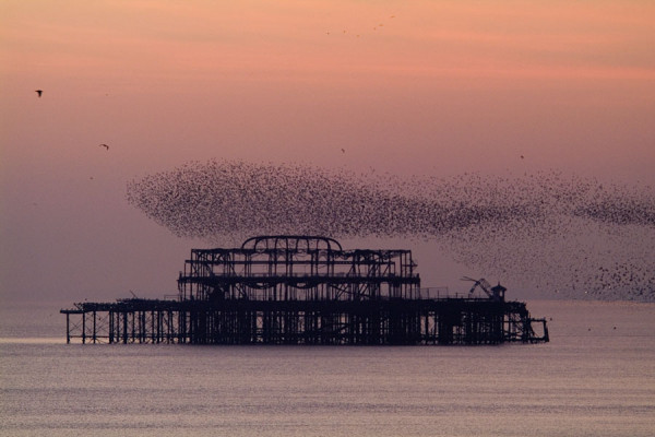 Starlings flocking as a murmuration in the sky