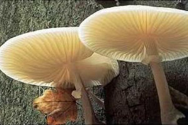 Mushrooms - a type of fungi