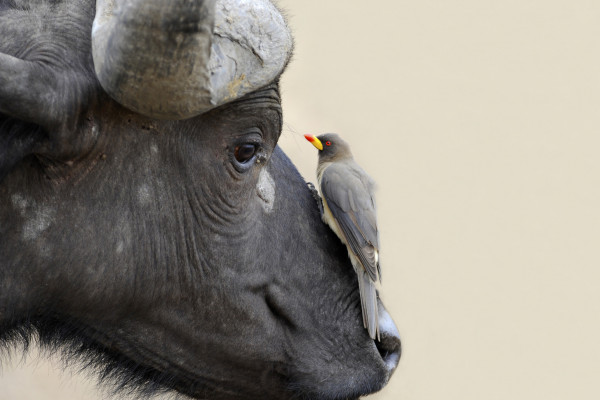 An oxpecker and buffalo have a mutualistic relationship.