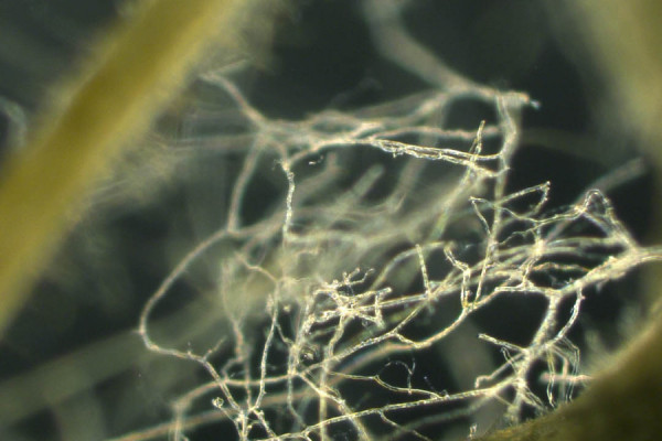 Close-up of arbuscular mycorrhizal fungi connecting roots of plant hosts. Plant and fungal partners form complex markets to trade nutrients.