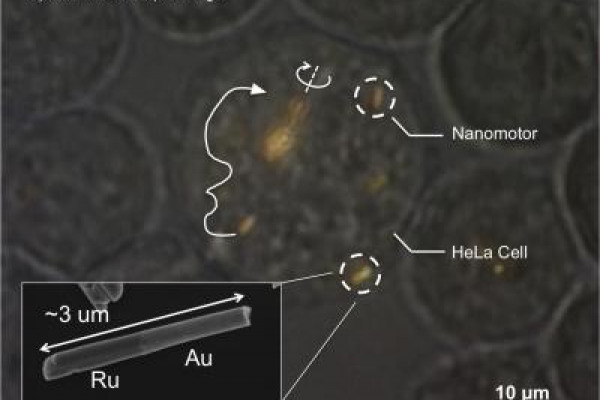  Optical microscope image of a HeLa cell containing several gold-ruthenium nanomotors. Arrows indicate the trajectories of the nanomotors, and the solid white line shows propulsion. Near the center of the image, a spindle of several nanomotors is...