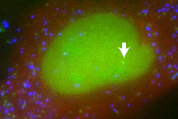 Nascent RNA transcripts