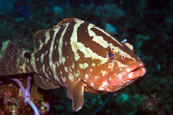 Nassau grouper