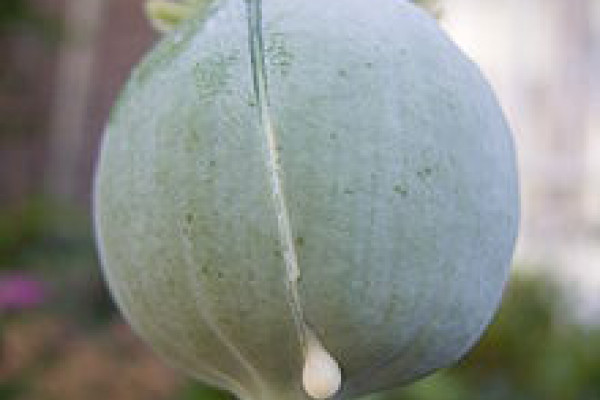 Opium poppy