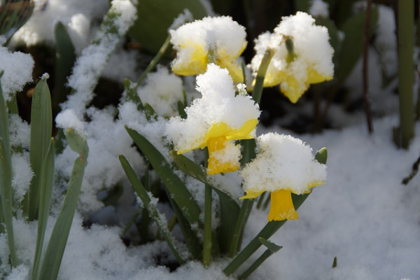 Snowy daffodils