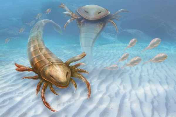 An artist's impression of the world's oldest sea scorpion, Pentecopterus decorahensis