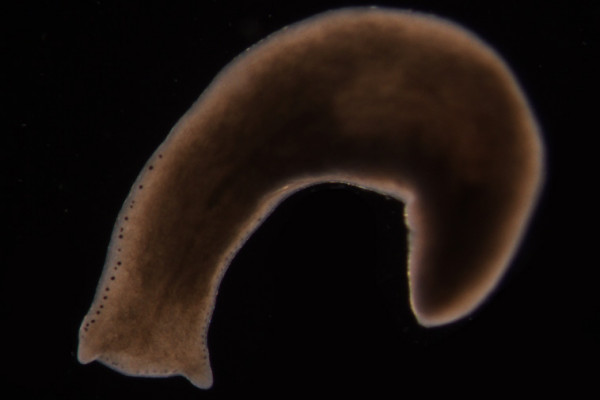 Planarian worm - Polycelis felina