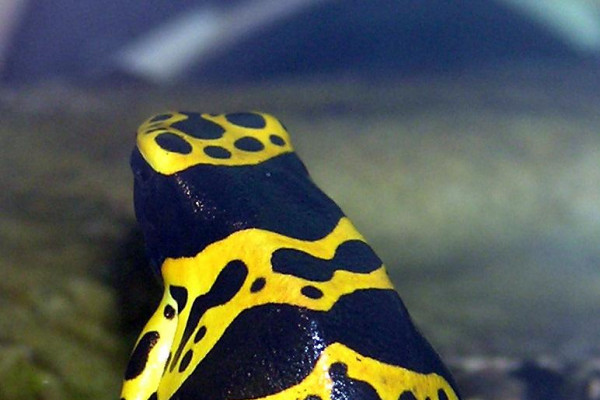 Yellow-banded Poison Dart frog Dendrobates leucomelas