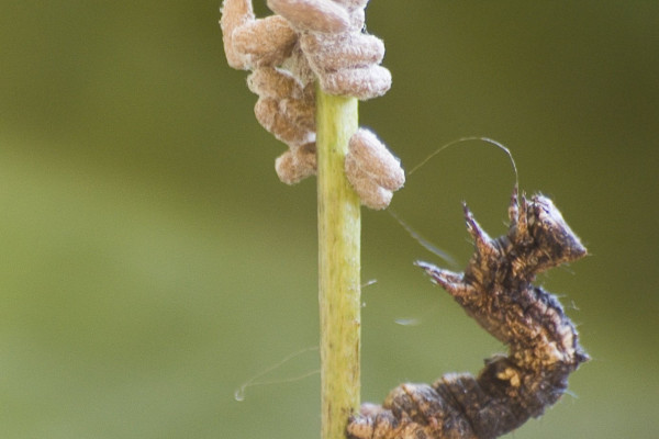  A caterpillar of the geometrid moth Thyrinteina leucocerae with pupae of the Braconid parasitoid wasp Glyptapanteles sp. Full-grown larvae of the parasitoid egress from the caterpillar and spin cocoons close by their host. The host remains alive,...