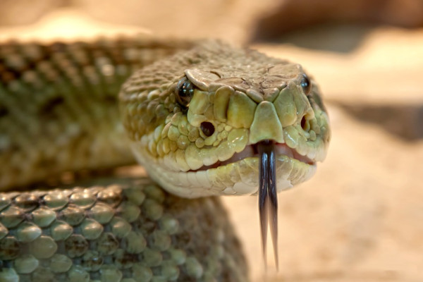 A rattlesnake