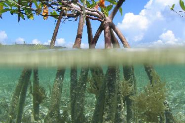 Red Mangrove