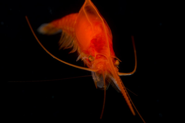 Red Mysid Shrimp