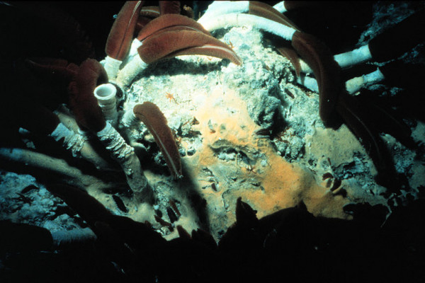 Giant tube worm