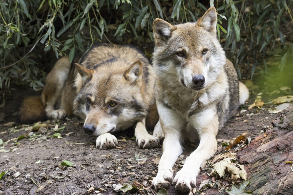 wolves sitting down