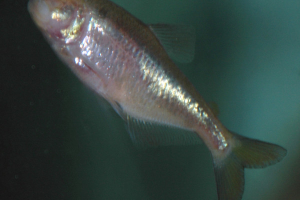 Fat fish have genes for obesity in common with humans.