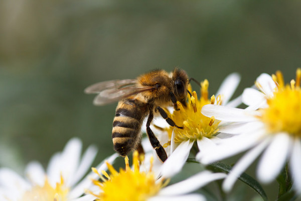 A neonic pesticide is causing a wide scale decline in bees