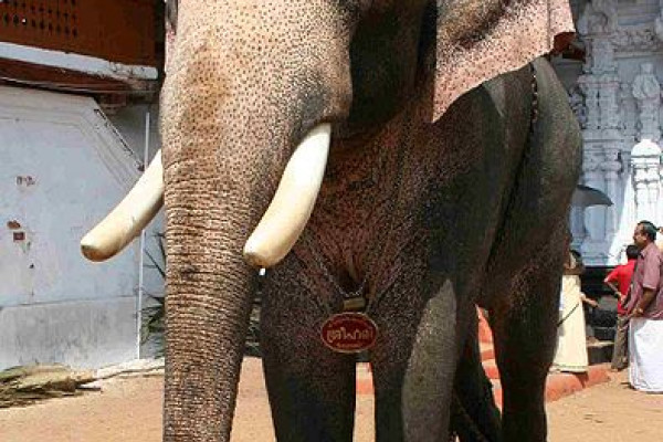 An Asian Elephant named Sri Hari during Sree Poornathrayesa temple festival, Thrippunithura, Kerala, South India.