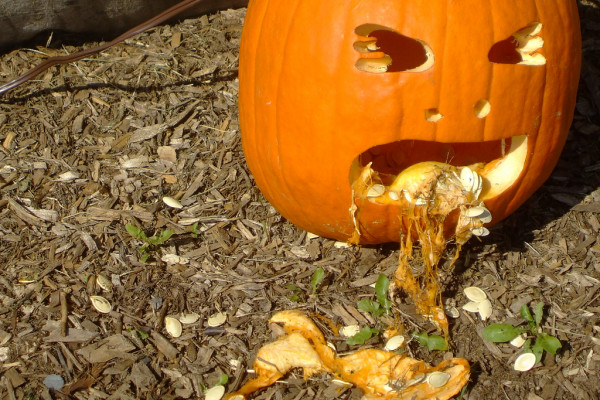 The vomiting pumpkin