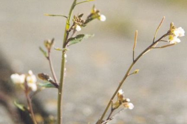 Arabidopsis thaliana - thale cress