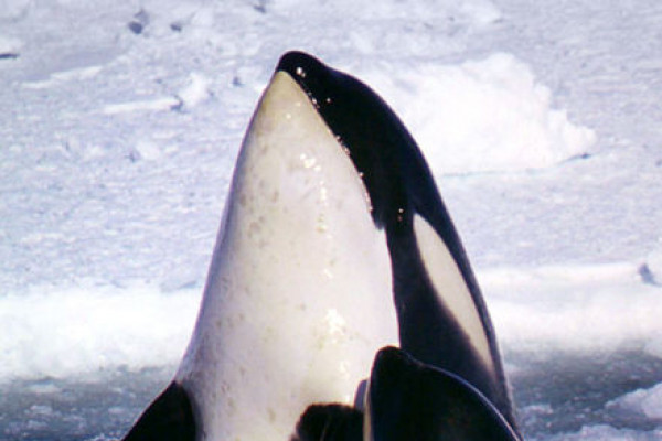 Mother and calf, Type C Killer Whales