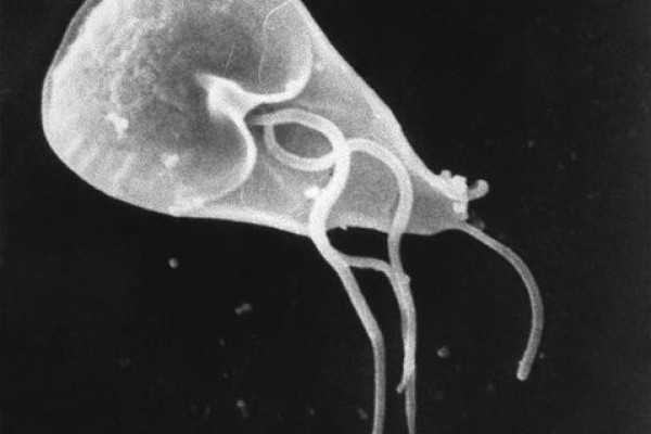  G. lamblia is the organism responsible for causing the diarrhoeal disease giardiasis. Once an animal or person has been infected with this protozoan, the parasite lives in the intestine, and is passed in the stool.