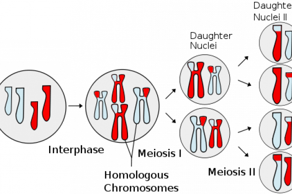 The process of meiosis, which generates haploid gametes (germ cells).