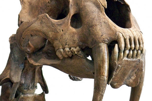 Close up view of a saber tooth cat head on display at the American Natural History Museum, New York.