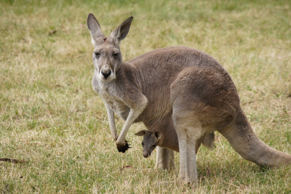 Kangaroo and joey in the pouch