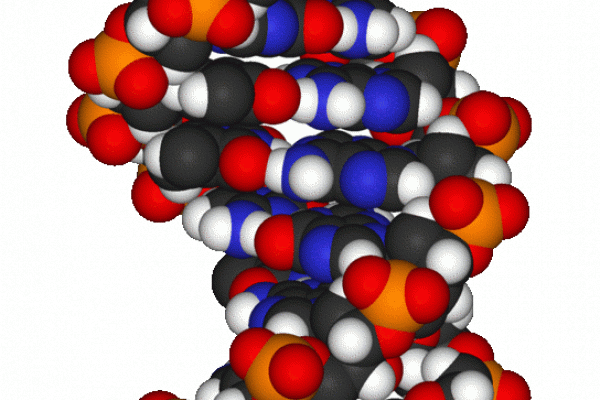A molecular model of a fragment of DNA