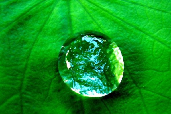 A drop of water on a leaf.