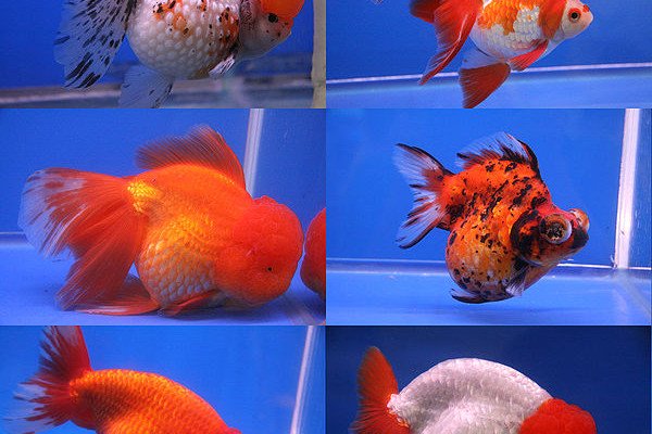  Six different breeds of goldfish shown in the competition at the 20th Pramong Nomklao fish show event at the Future Park Rangsit, Thailand, in July 2008. The fish in the image are, clockwise from top right, ryukin, telescope eye, lionchu, bubble eye,...
