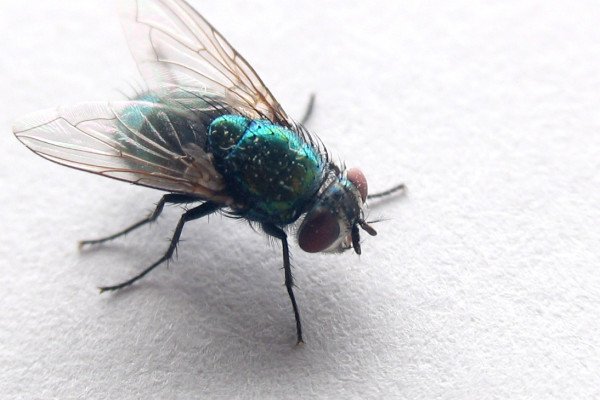 Greenbottle fly